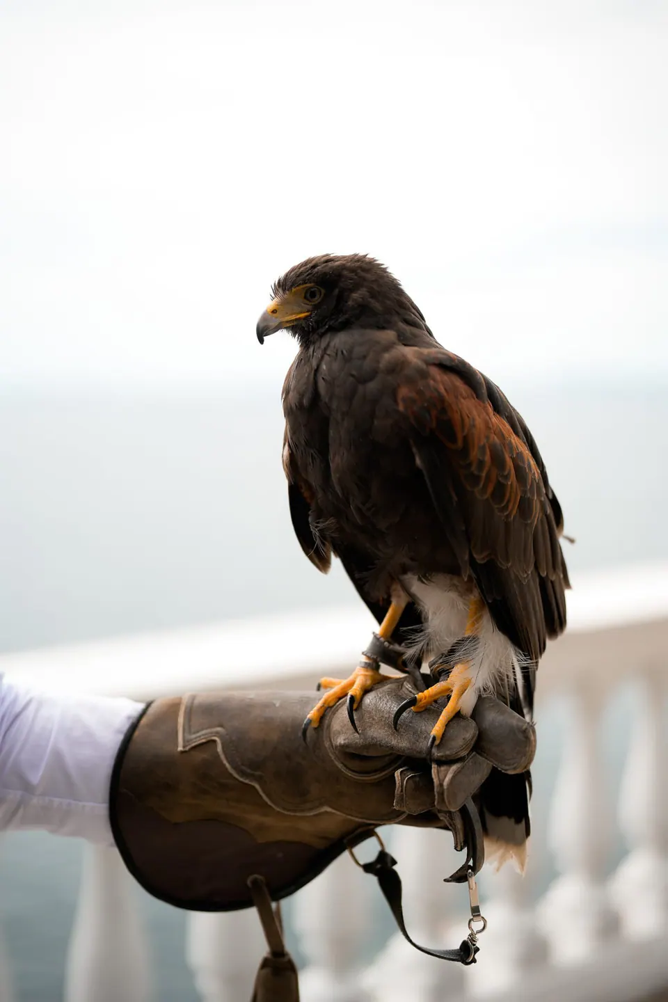 Harris hawk perched on a falconer's glove above the terrace railing, a wedding surprise.